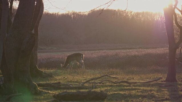 Young fallow deer grazing