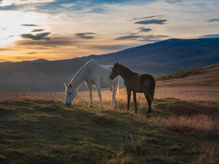White horse with a brown foal at sunset. Beautiful horses in an autumn meadow poses against the background of a white snow-covered mountain.