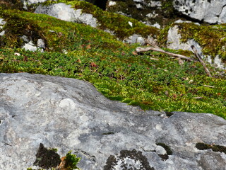 mousses, lichen, roche en gros plan