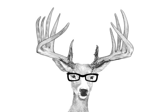 Hand drawn deer with big antlers and wearing glasses, funny buck sketch or drawing of animal head in cartoon or character illustration