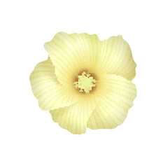 Cotton Flower Realistic Composition