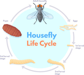 Housefly life cycle. Vinegar houseflies eggs transform to pupa and fly insect, house flies pest macro biology science drosophila spawn stages infographic, neat vector illustration