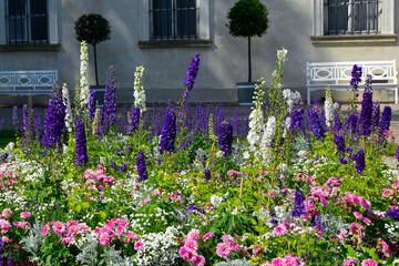 różowe, białe i fioletowe kwiaty w wiejskim ogrodzie, kwietnik w ogrodzie przydomowym (Dahlia,...