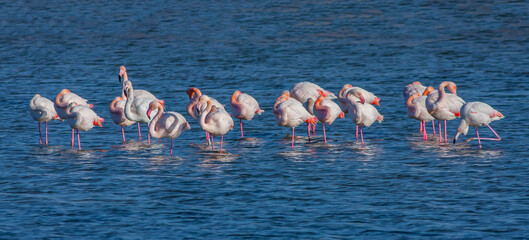 Large waterfowl resting in the water, Greater Flamingo, Phoenicopterus roseus