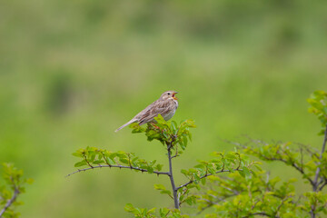 songbird in the woods, Corn Bunting, Emberiza calandra