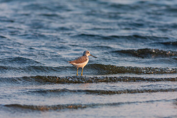 water bird feeding in its natural habitat, Common Greenshank, Tringa nebularia