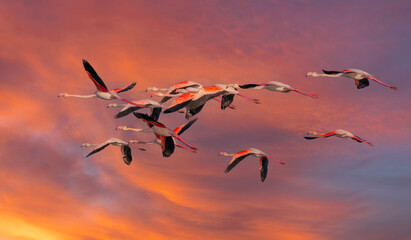 big water bird in the air, Greater Flamingo, Phoenicopterus roseus