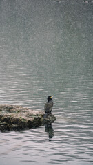 heron in japanese lake