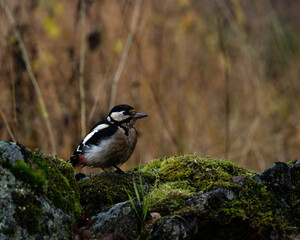 Great spotted woodpecker sitting on green moss