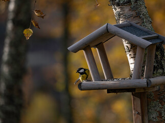 Great tit bird sitting on birdhouse in autumn color