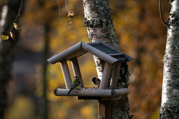 Great tit bird sitting on birdhouse in autumn color