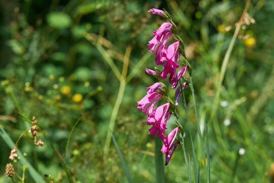 Blooming Gladiolus imbricatus on a mountain meadow in summer. Wild flowers of the Carpathians
