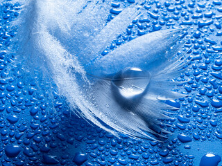 feather with rain drops - beautiful macro photograph