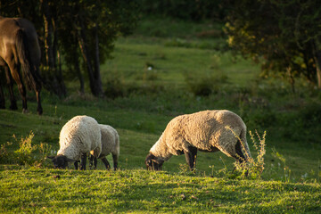 Obraz na płótnie Canvas herd of sheep