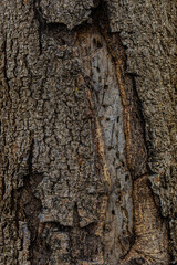 bark of a tree