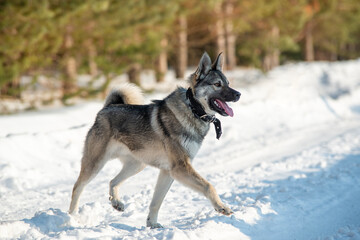 playful dog runs towards