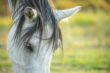 white horse eating grass