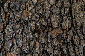 bark of a tree