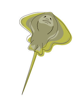recommend clip art: Drawing of a water stingray in a doodle style. Vector illustration of a fish isolated on a white background.