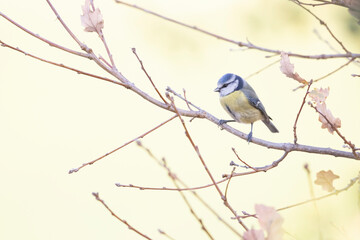 Blue Tit (Cyanistes caeruleus)  perched on tree branch.