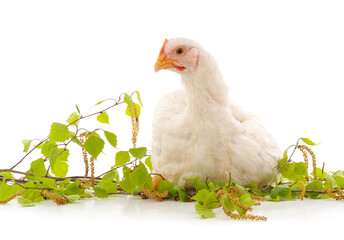 One white chicken in the letter.