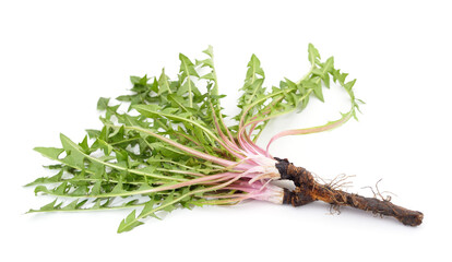 Dandelion root leaves.
