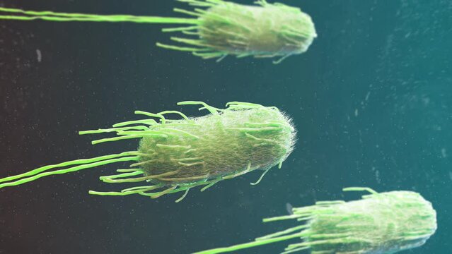 3D Animation ecoli Escherichia Coli bacteria swimming dark background