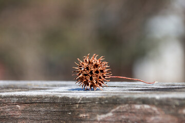 Sweet gum tree seek pod - spikey ball in winter on weathered deck rail
