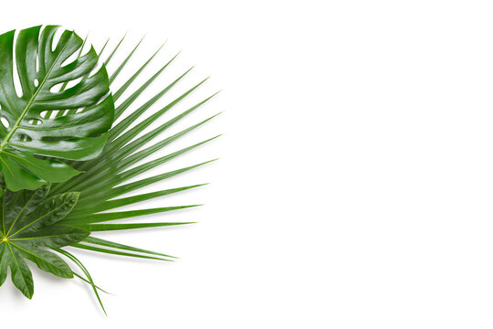 tropical leaves border with monstera and palm leaf, isolated design element