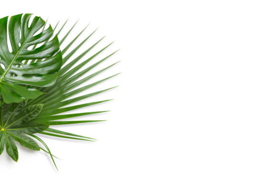 tropical leaves border with monstera and palm leaf, isolated design element