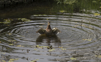Duck in the pond beats the water with its wings