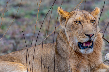 Wild lioness in the Serengeti National Park in the heart of Africa