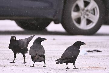 Three young ravens with messy beaks in a snowy parking lot.