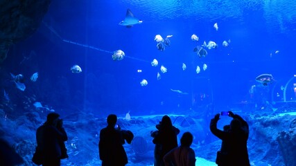 Many people observe and photograph fish in the aquarium.