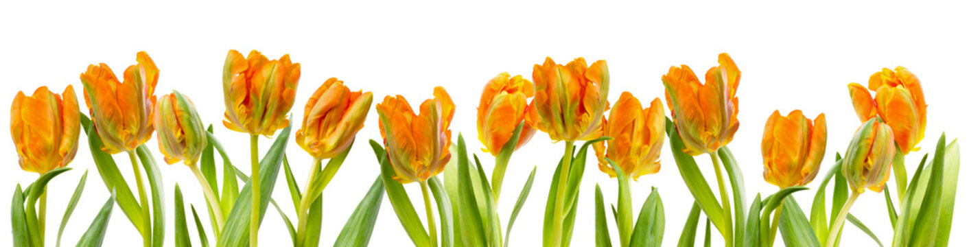 banner / border with beautiful colorful yellow / orange tulips isolated over a transparent background, spring design element