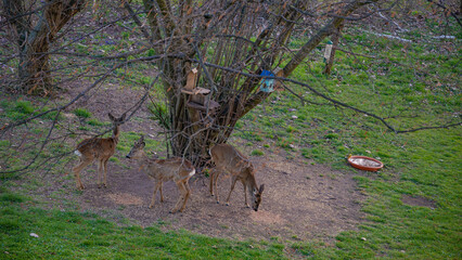 Bird feeders, birdhouses and wild animals as small deer also with food aid at early Spring near urban area.