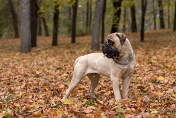 Bullmastiff dog posing. Autumn Background