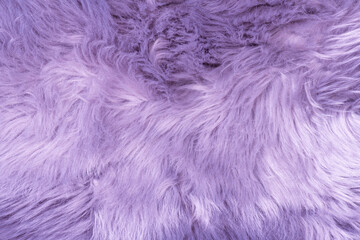Purple fur texture top view. Purple or lilac sheepskin background. Fur pattern. Texture of lilac...