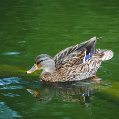Stapellauf – Stockente beginnt zu Schwimmen