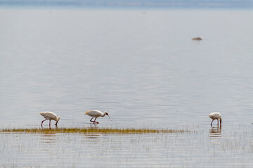 Wild birds in Serengeti National Park