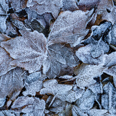 Frost on dead leaves