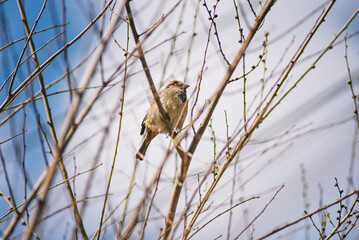 backdrop of the bird. bird on the tree and blue sky
