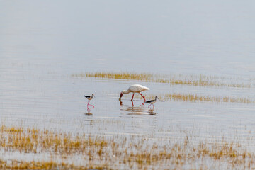 Wild birds in Serengeti National Park