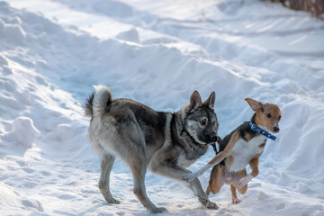 two funny dogs playing outside