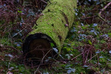 log covered with moss