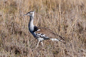 Wild birds in Serengeti National Park