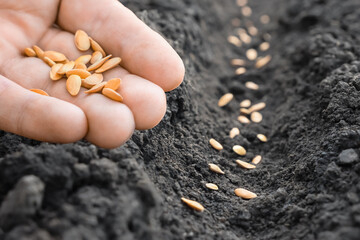 Melon. Planting farmer hand soil sowing seeds closeup. Farm hand seeds soiled hands gardener sowing season. farm soil garden earth ground. Agriculture farm garden seed planting soil rows crops. Furrow