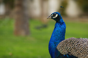 Beautiful bird peacock on grass        