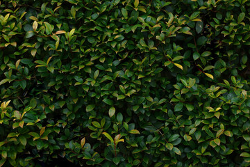 Fototapeta na wymiar Green hedge as beautiful background