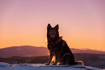 Pies. Zwierzę. Owczarek niemiecki. Rasowy pies. Szkolenie psów. Inteligentne psy. Portrety psów. Zabawa ze zwierzakiem.  Słodki pies. Pupil. © anettastar